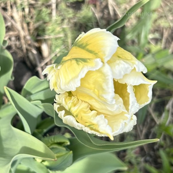 превью изображения отзыва