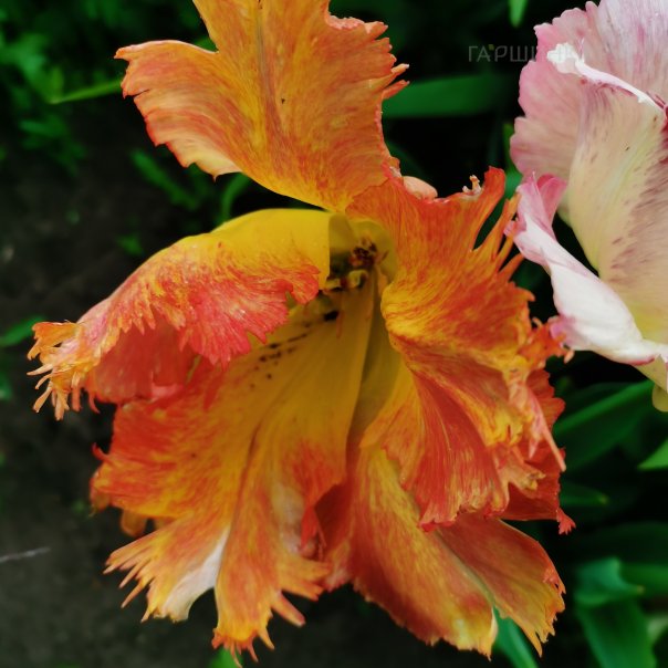 превью изображения отзыва