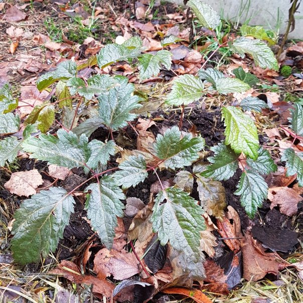 превью изображения отзыва