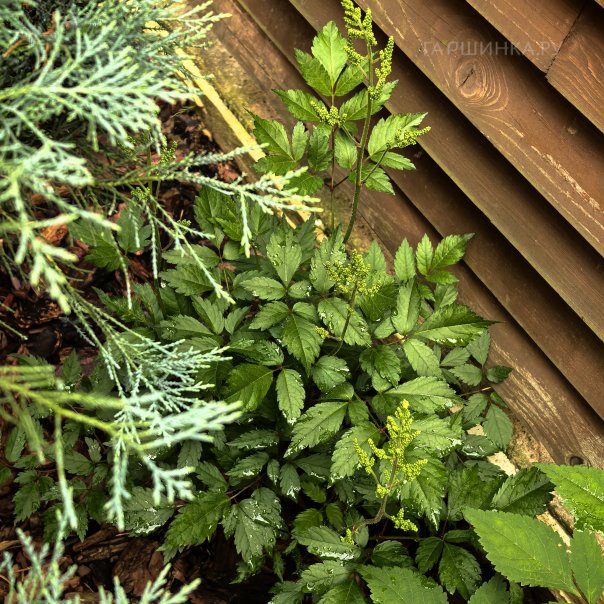 превью изображения отзыва