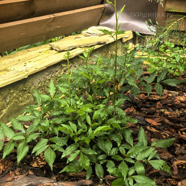 превью изображения отзыва