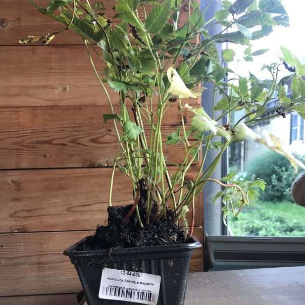 превью изображения отзыва