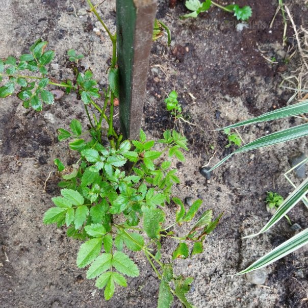 превью изображения отзыва