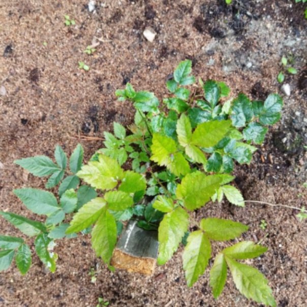 превью изображения отзыва