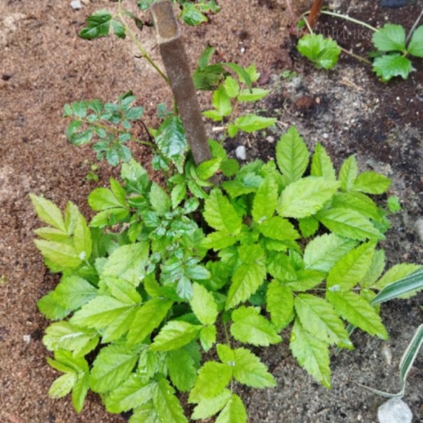 превью изображения отзыва