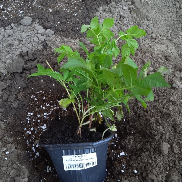 превью изображения отзыва