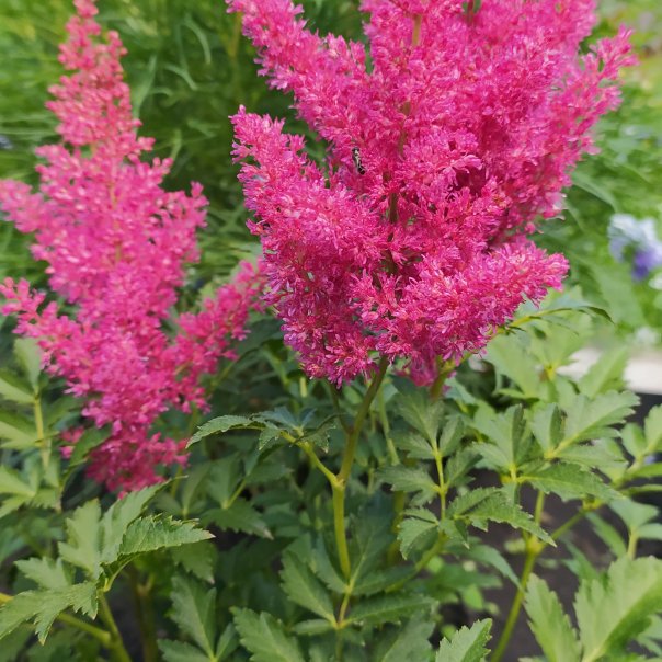 превью изображения отзыва