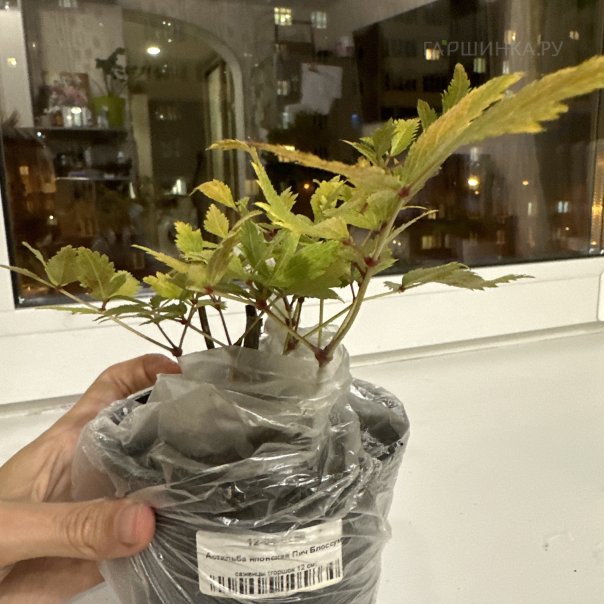 превью изображения отзыва