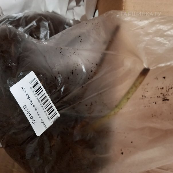 превью изображения отзыва