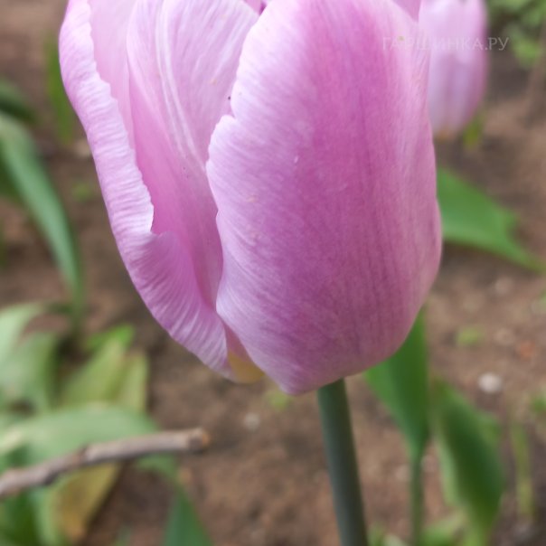 превью изображения отзыва