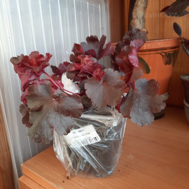 превью изображения отзыва