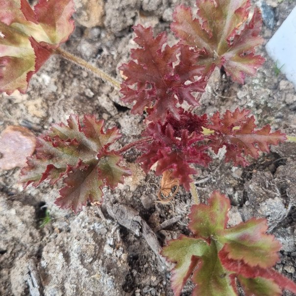 превью изображения отзыва