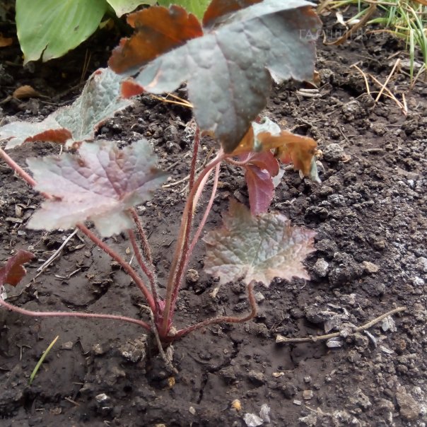 превью изображения отзыва