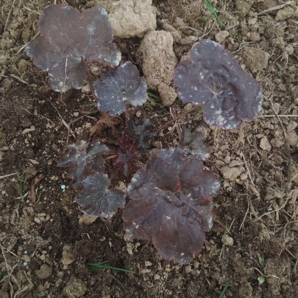 превью изображения отзыва