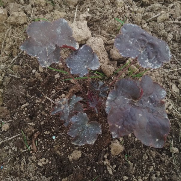 превью изображения отзыва