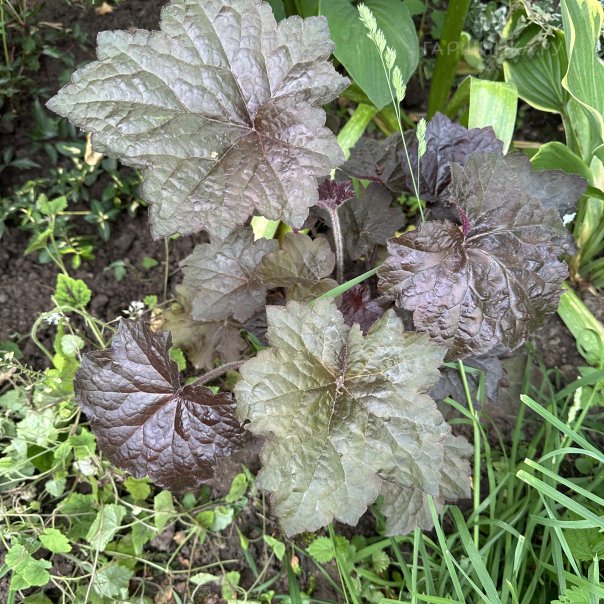 превью изображения отзыва