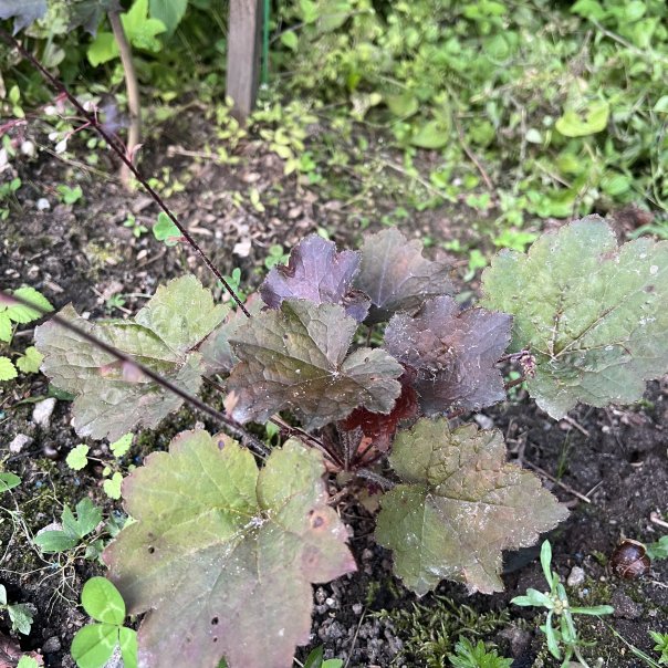 превью изображения отзыва