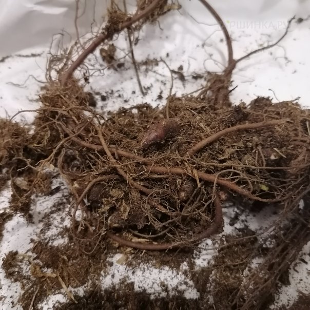 превью изображения отзыва