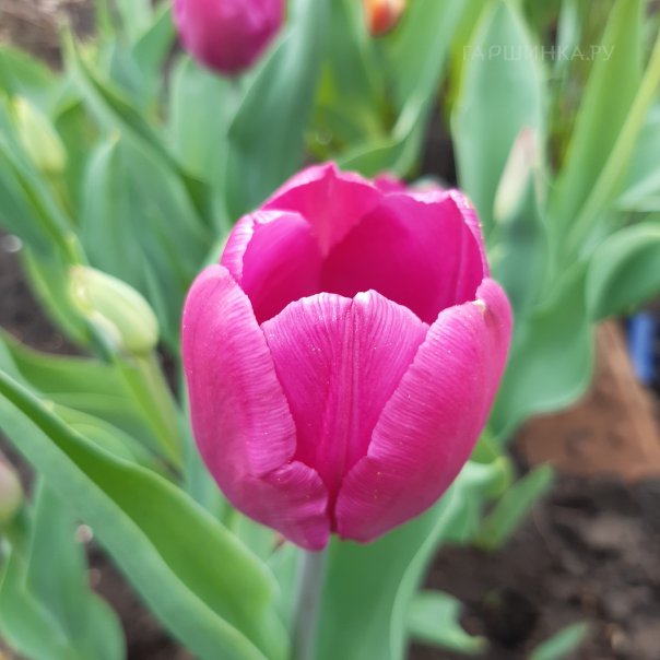 превью изображения отзыва