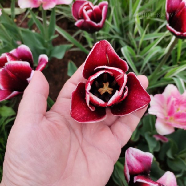 превью изображения отзыва