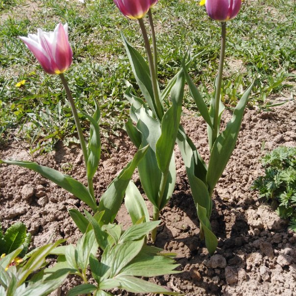 превью изображения отзыва