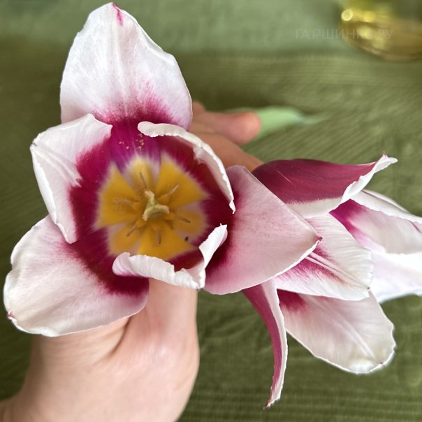 превью изображения отзыва