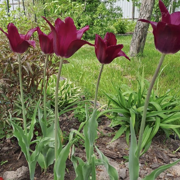 превью изображения отзыва