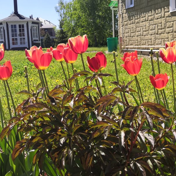 превью изображения отзыва