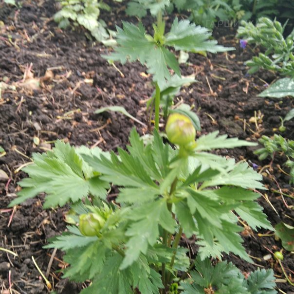 превью изображения отзыва