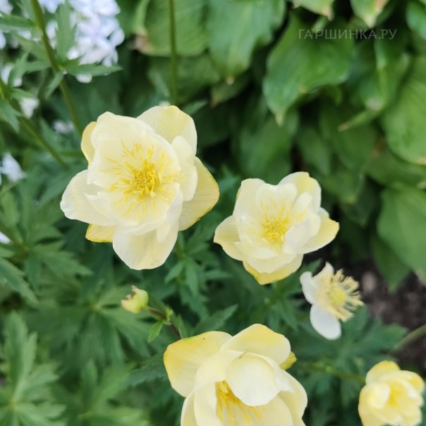 превью изображения отзыва