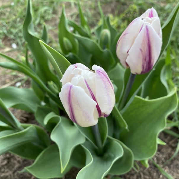 превью изображения отзыва