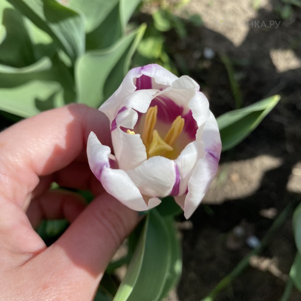 превью изображения отзыва