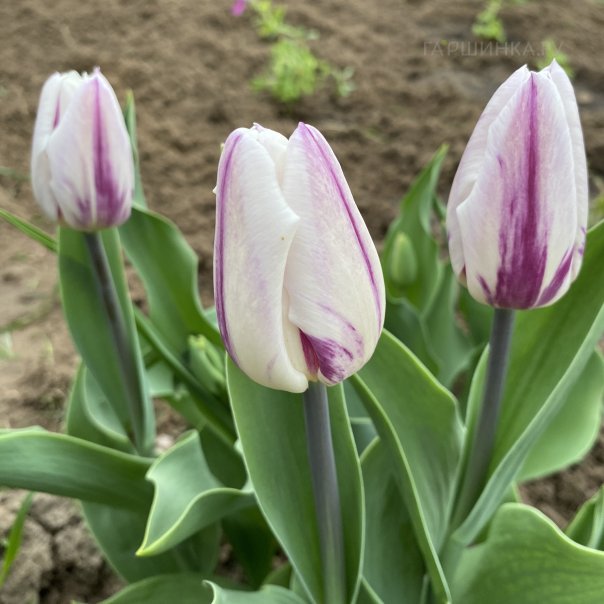 превью изображения отзыва