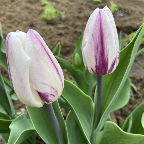 превью изображения отзыва