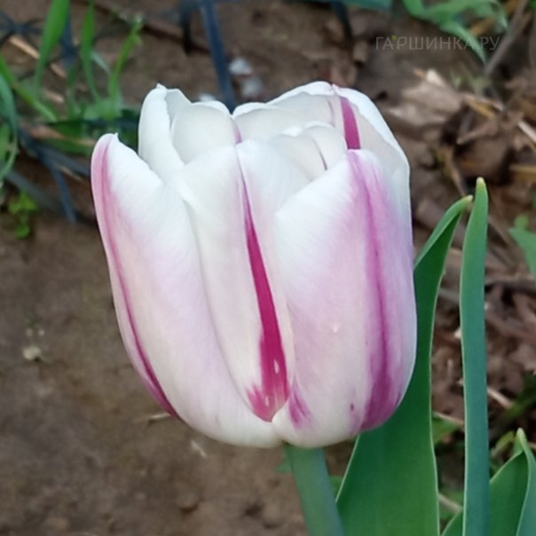 превью изображения отзыва