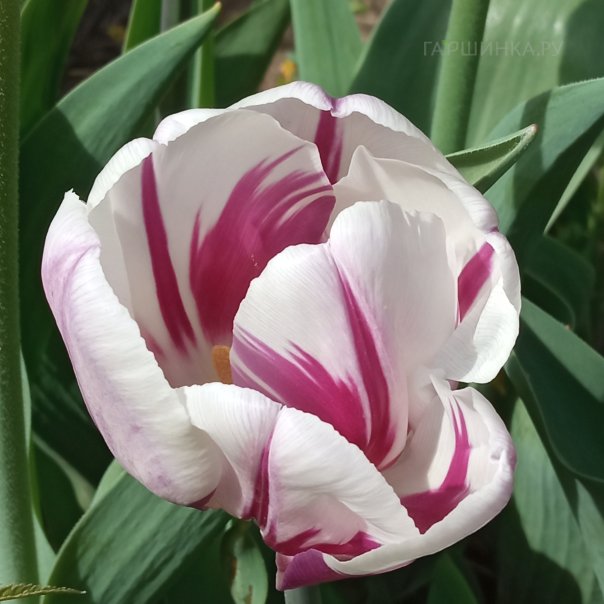 превью изображения отзыва