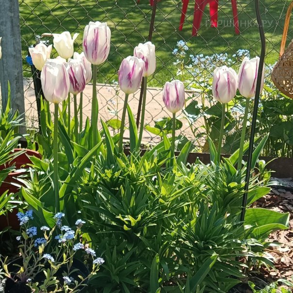 превью изображения отзыва