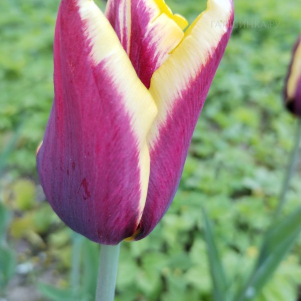 превью изображения отзыва