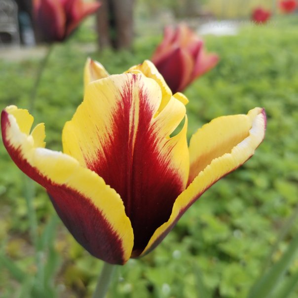 превью изображения отзыва