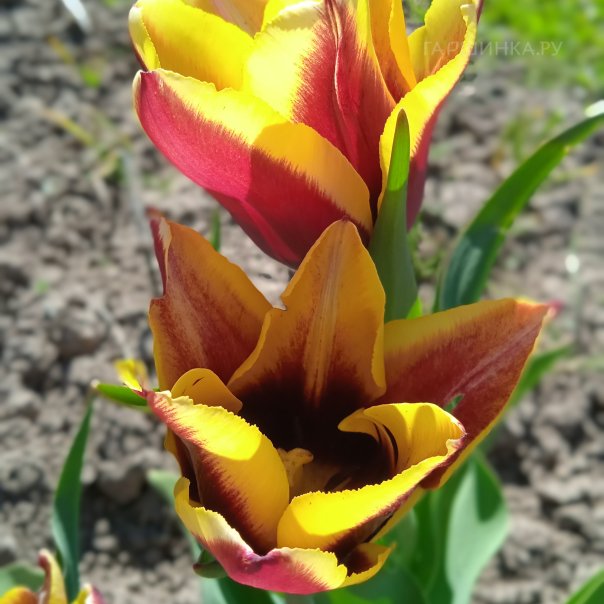 превью изображения отзыва