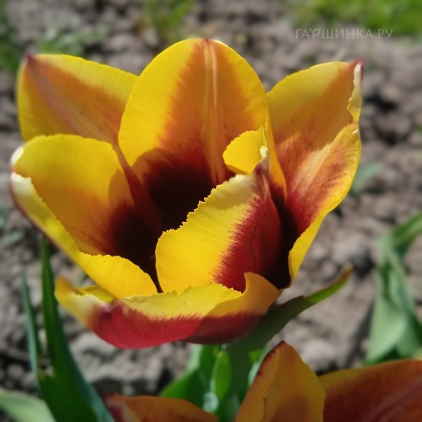 превью изображения отзыва