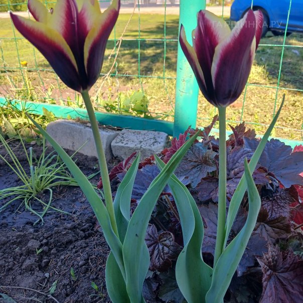 превью изображения отзыва