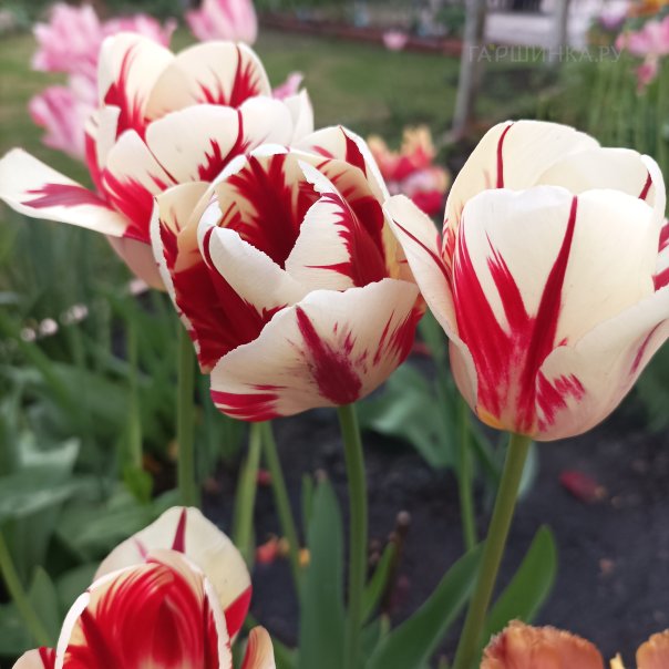 превью изображения отзыва