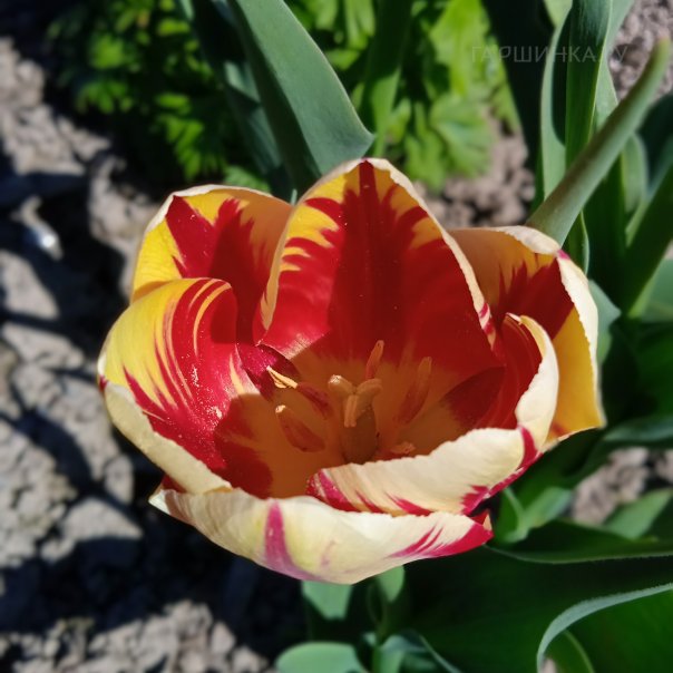 превью изображения отзыва