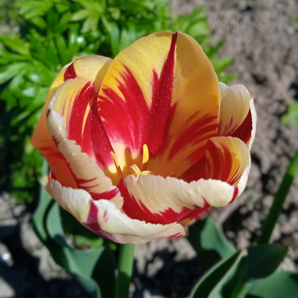 превью изображения отзыва