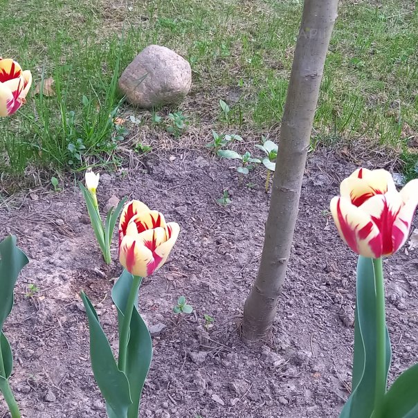 превью изображения отзыва