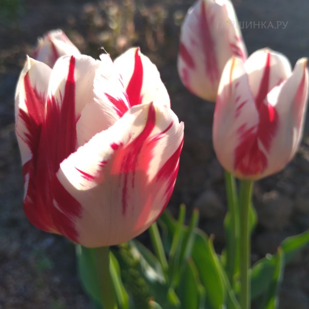 превью изображения отзыва