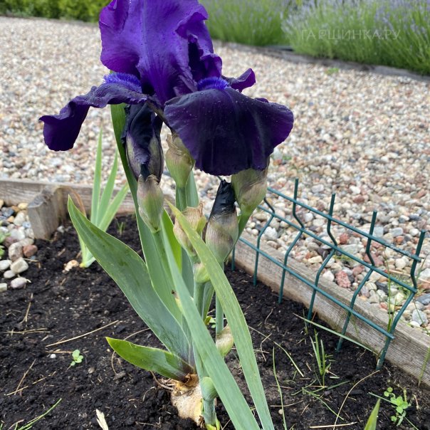 превью изображения отзыва