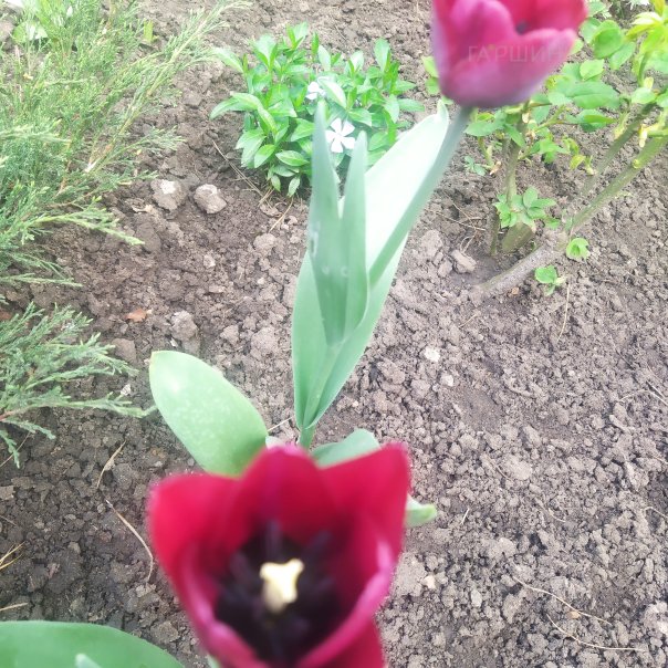 превью изображения отзыва