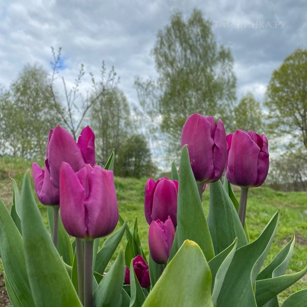 превью изображения отзыва